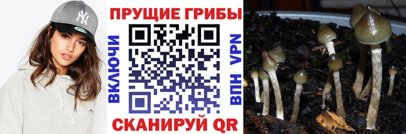 hydra как войти дарк нет клад Псилоцибиновые грибы GOLDEN TEACHER наркота Приозерск